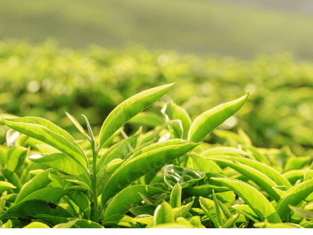 Grüner Tee: Haarausfall auf natürliche Weise bekämpfen